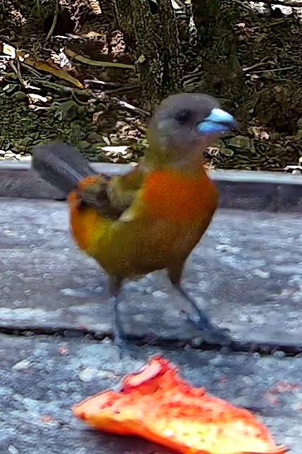 Scarlet-rumped Tanager
