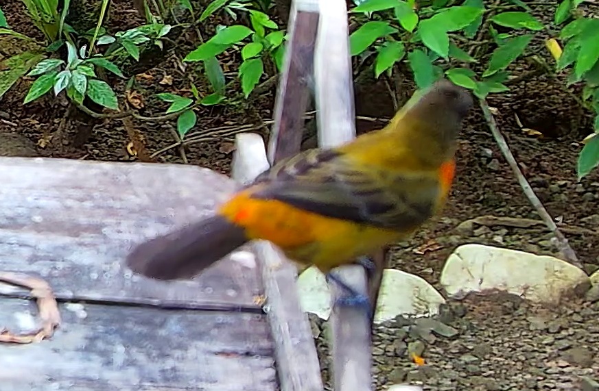 Flame-rumped Tanager