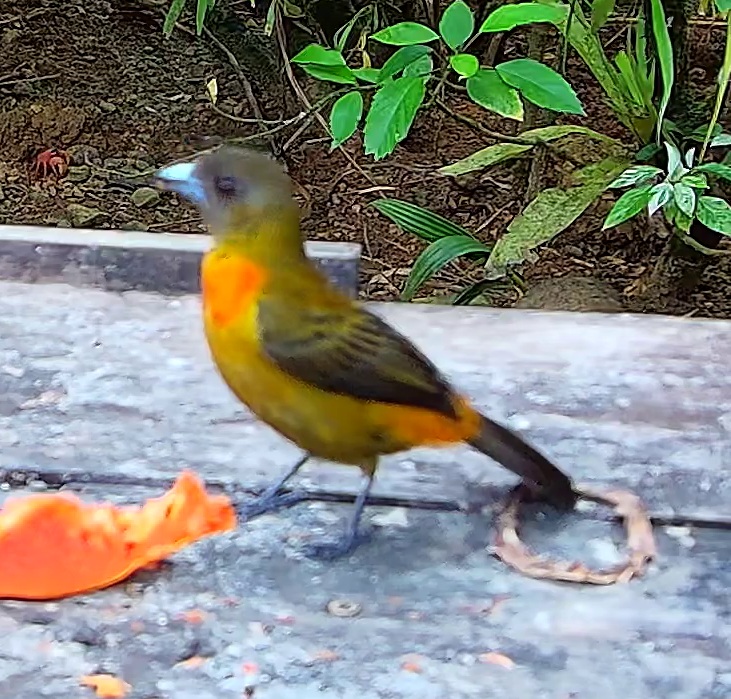 Flame-rumped Tanager