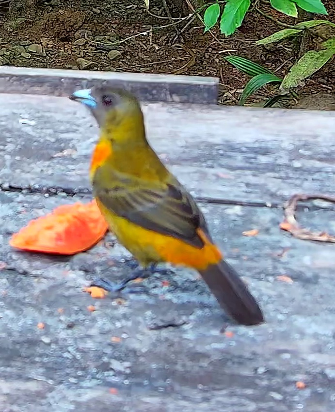 Flame-rumped Tanager
