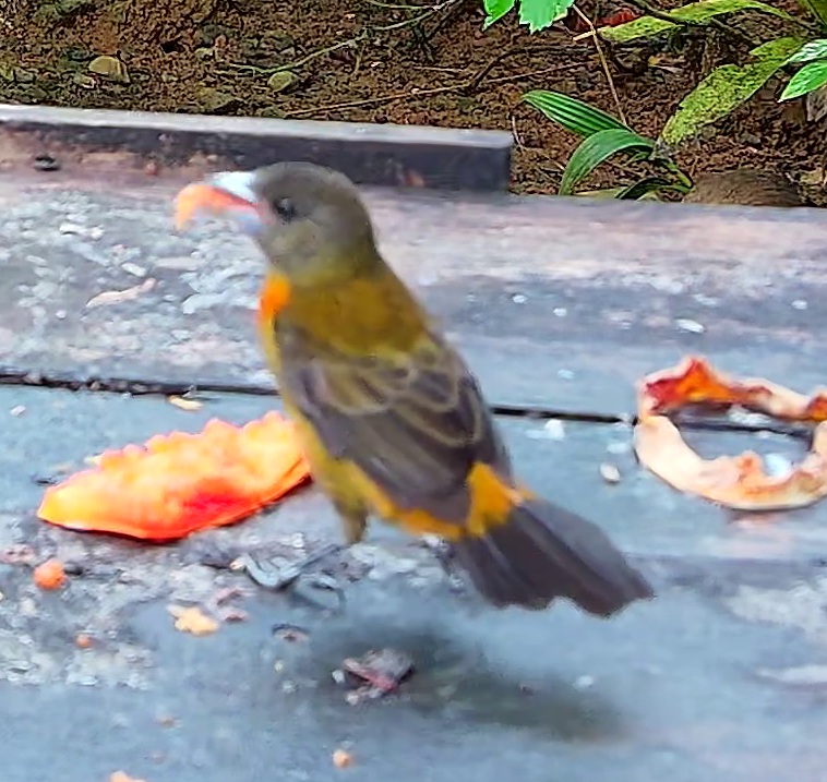 Flame-rumped Tanager