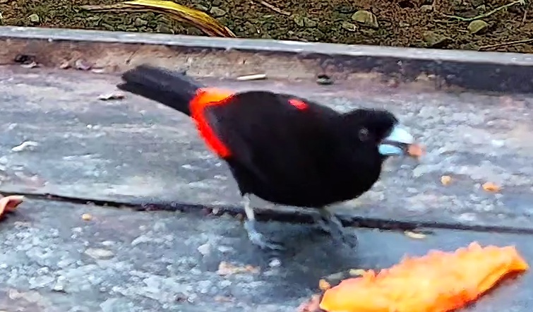 Flame-rumped Tanager