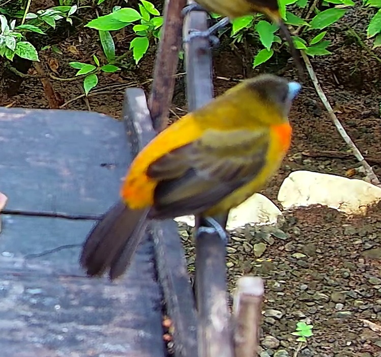 Flame-rumped Tanager