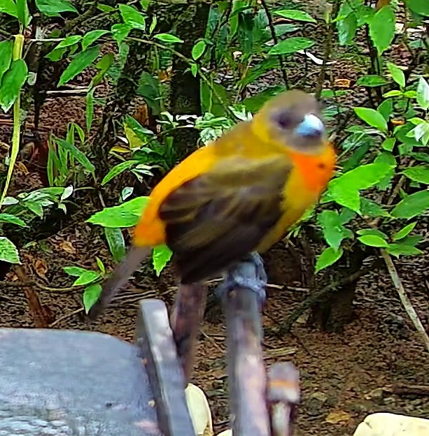 Flame-rumped Tanager