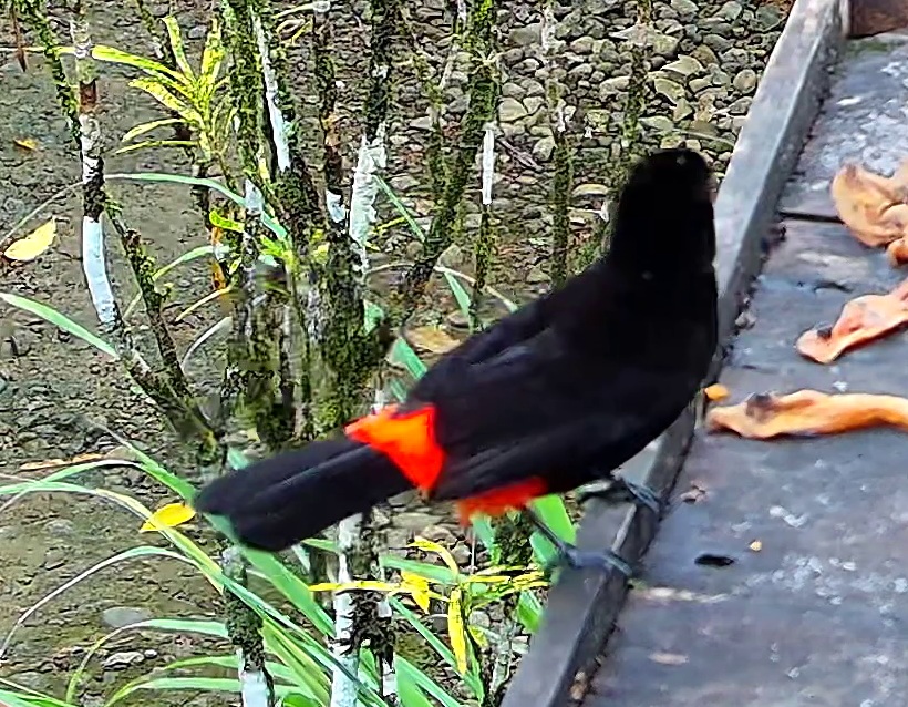 Cherrie's tanager