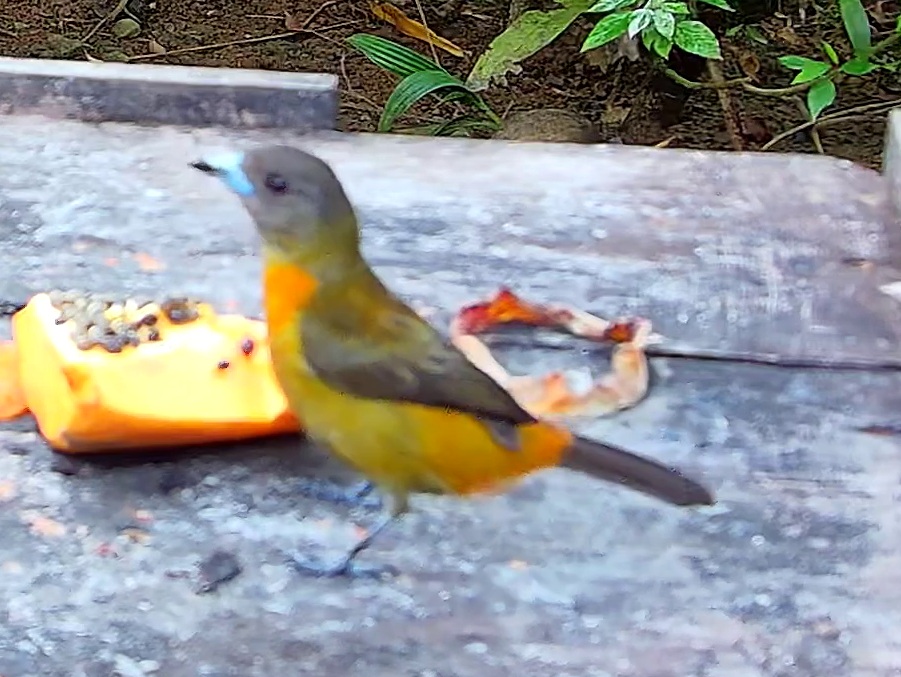 Flame-rumped Tanager