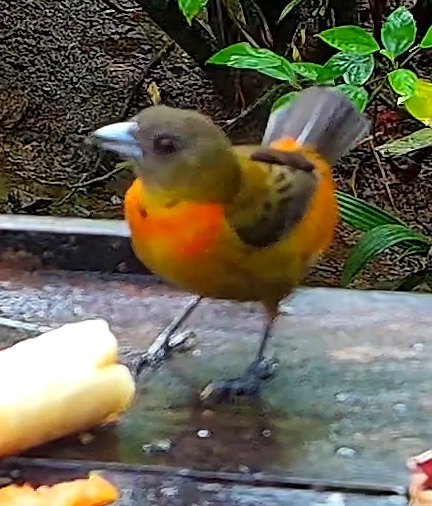 Flame-rumped Tanager