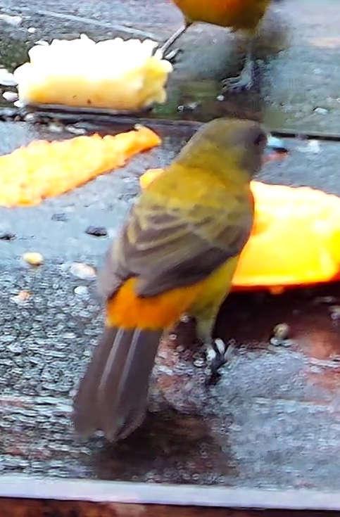 Flame-rumped Tanager