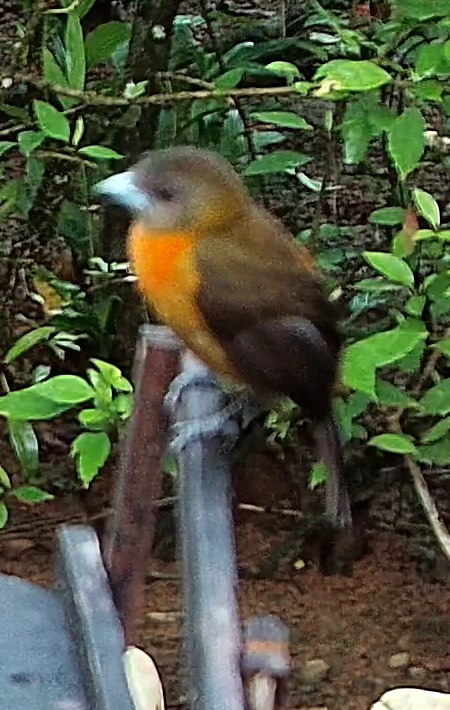 Flame-crested Tanager