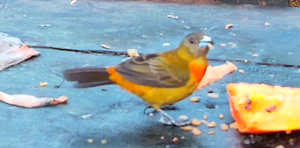 Flame-rumped Tanager