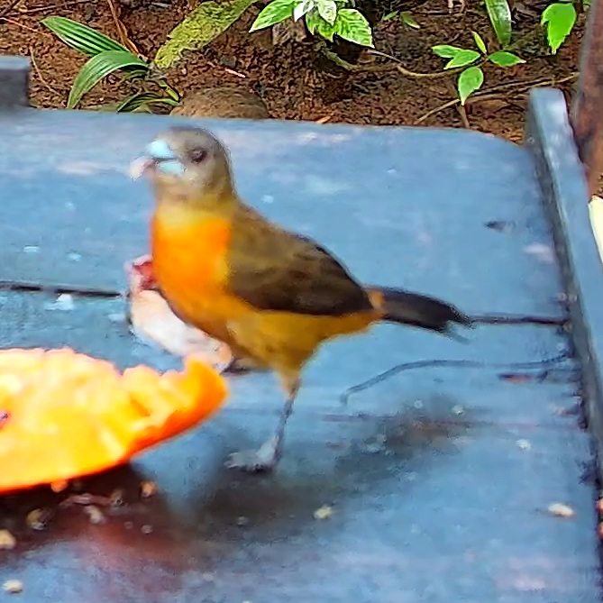 Flame-rumped Tanager