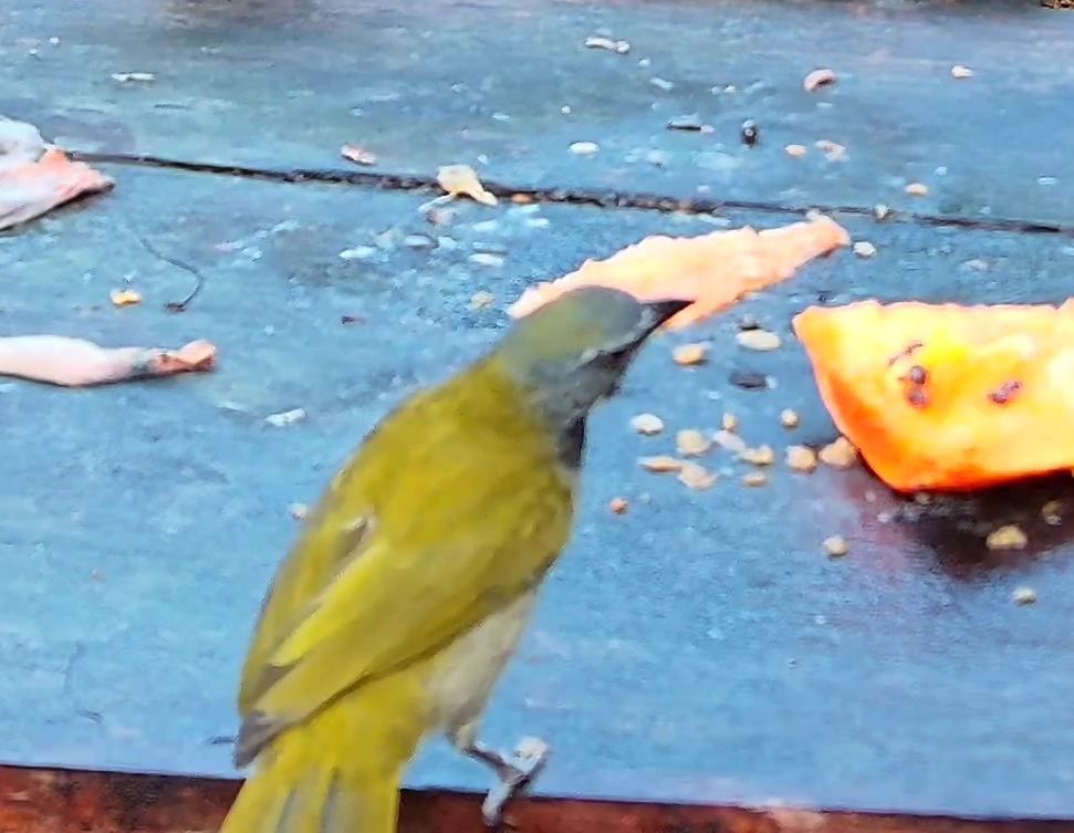 Palm Tanager