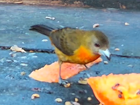 Flame-crested Tanager