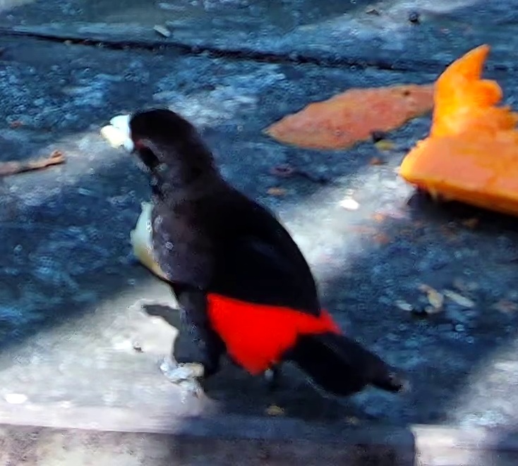 Scarlet-rumped Tanager