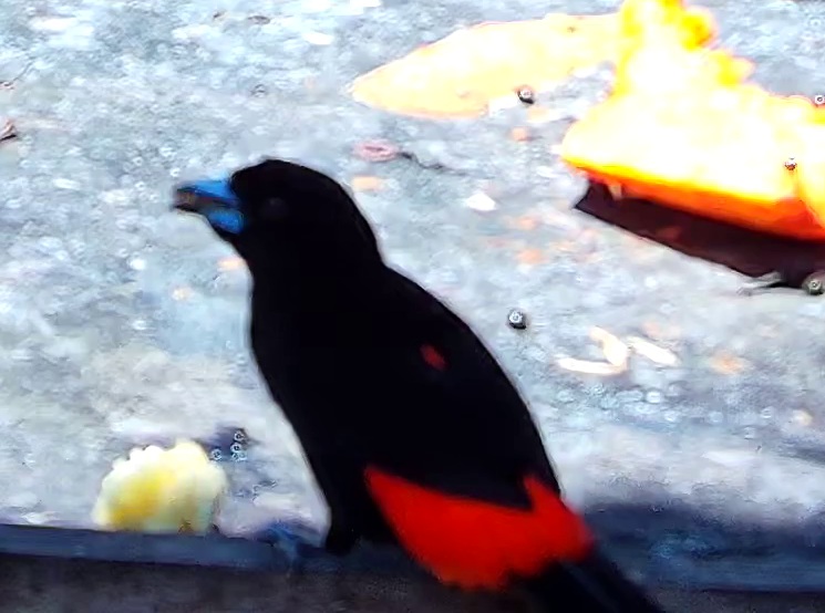 Flame-rumped Tanager