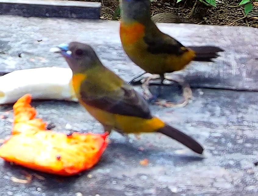 Flame-rumped Tanager