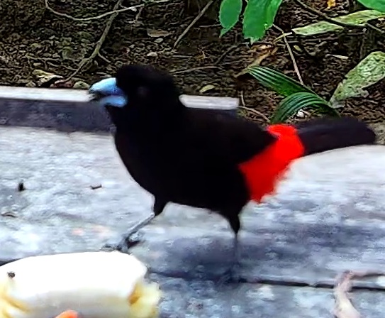 Flame-rumped Tanager