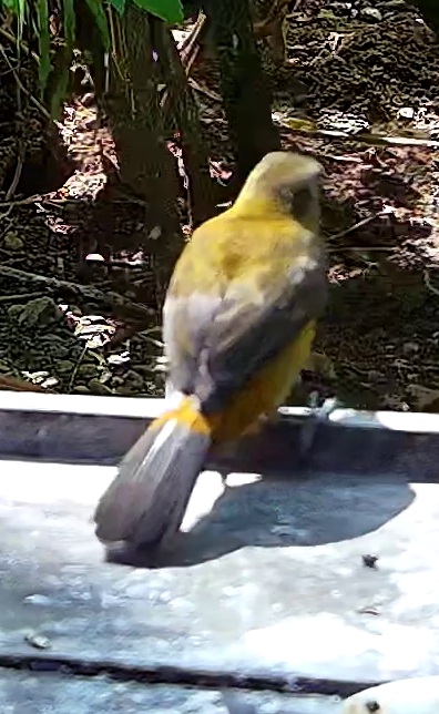 Palm tanager
