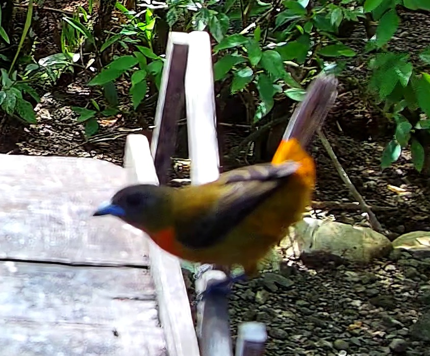 Passerini's Tanager
