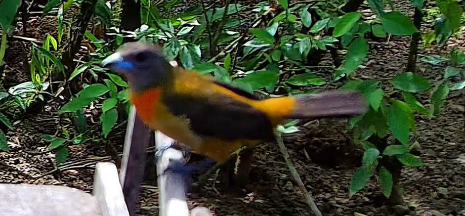 Flame-rumped Tanager