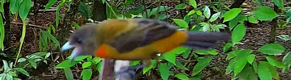 Flame-crested Tanager