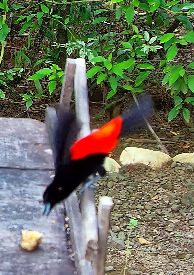 Flame-rumped Tanager