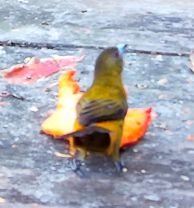 Flame-crested Tanager
