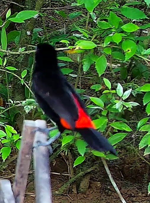 Flame-rumped Tanager