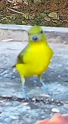 Yellow-headed Euphonia