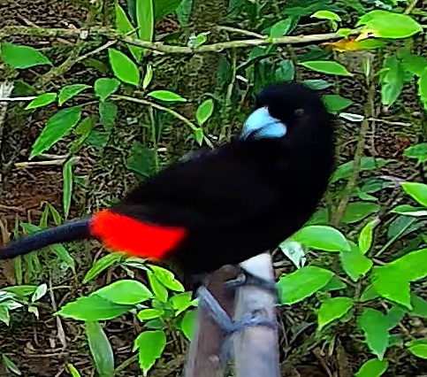 Flame-rumped Tanager