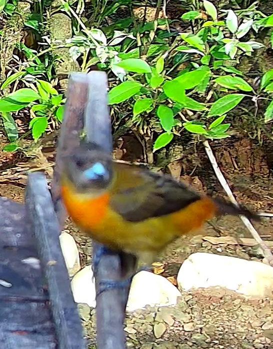 Orange-rumped agami / Tanager