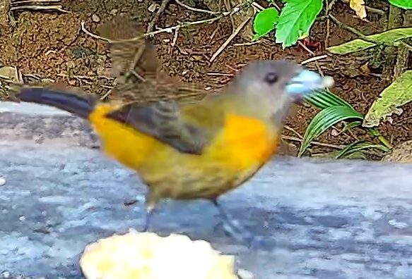 Flame-rumped Tanager
