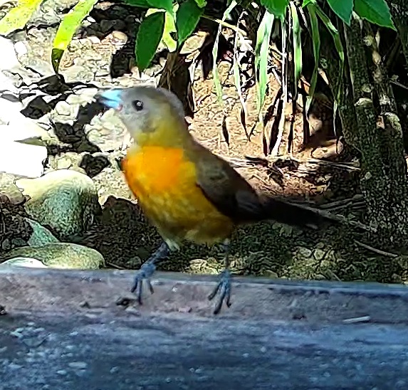 Flame-rumped Tanager