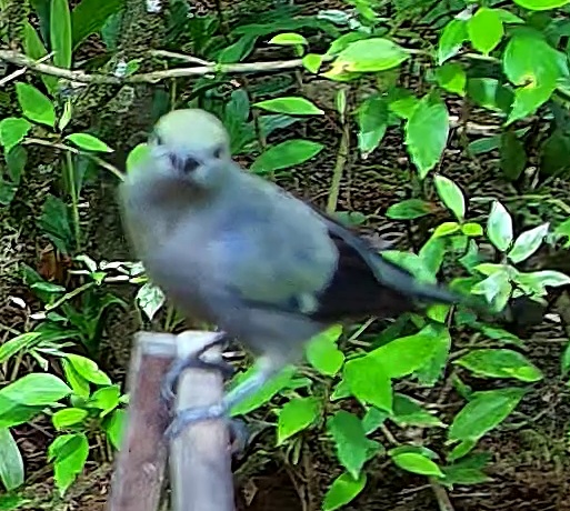 Blue-gray Tanager