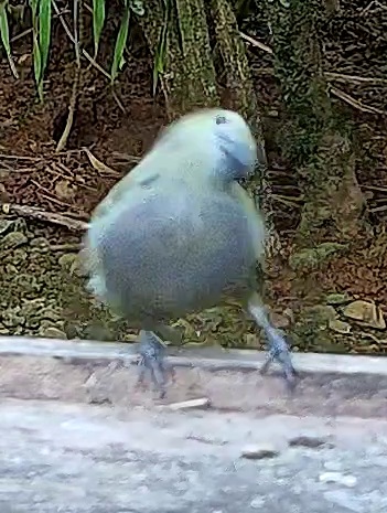 Blue-gray Tanager