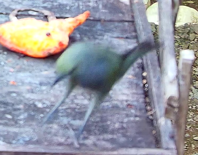 Blue-gray Tanager