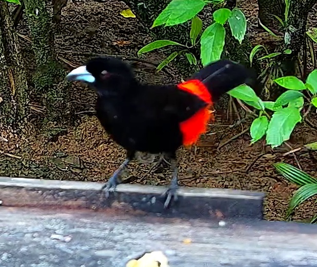 Flame-rumped Tanager