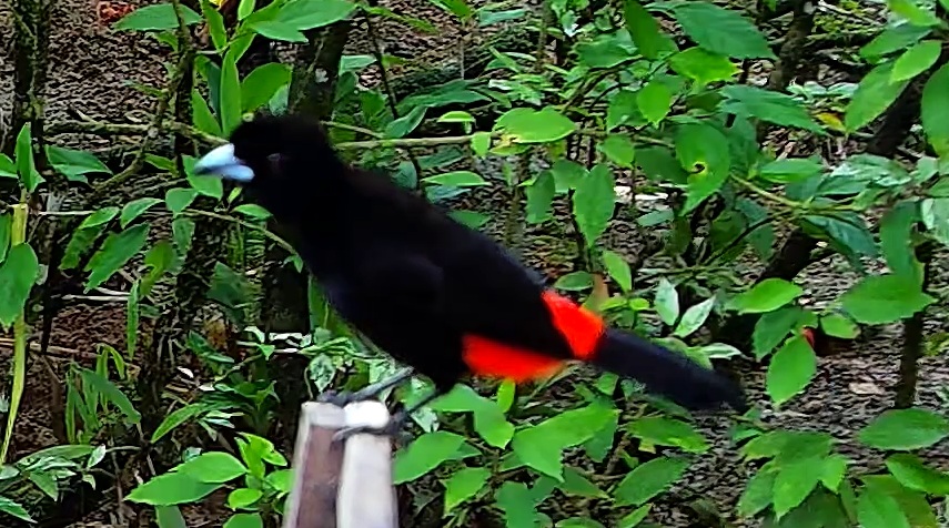 Scarlet-rumped Tanager