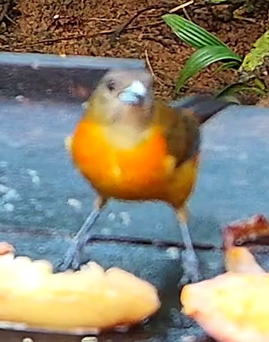 Tangara flamboyant