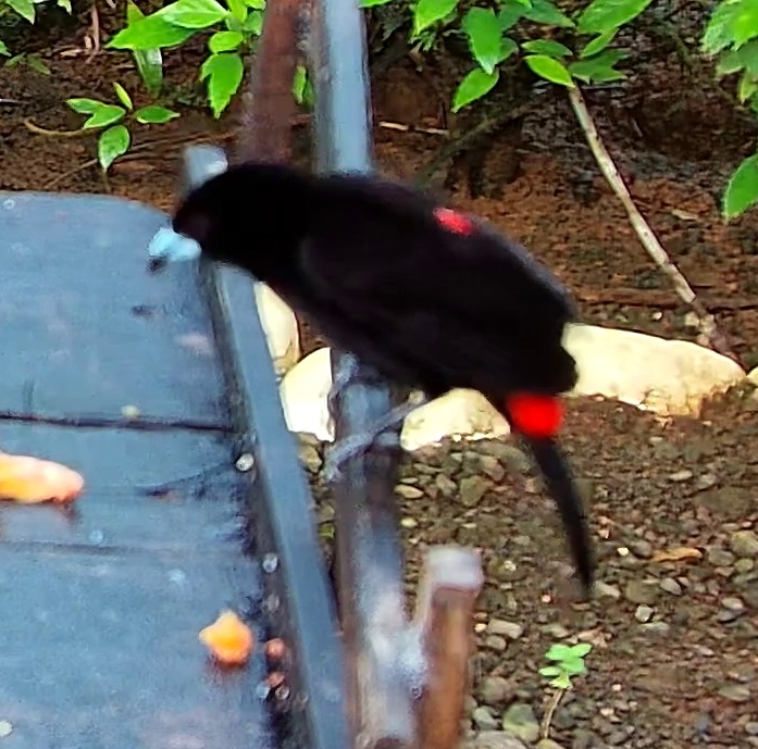 Tangara à croupion rouge