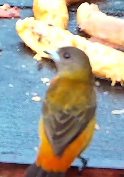 Tangara flamboyant