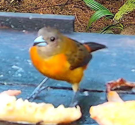 Tangara flamboyant