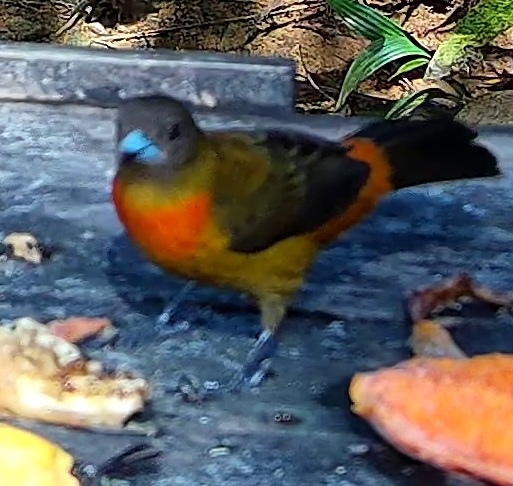 Tangara flamboyant