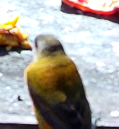 Tangara flamboyant