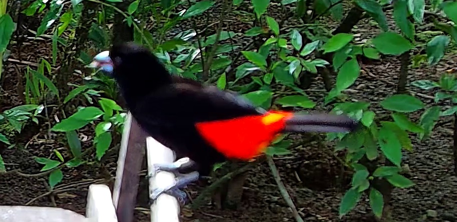 Tangara flamboyant