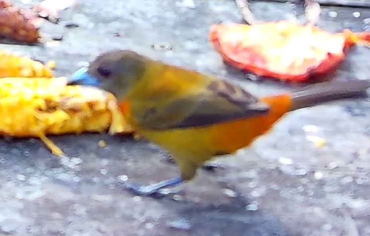 Tangara flamboyant