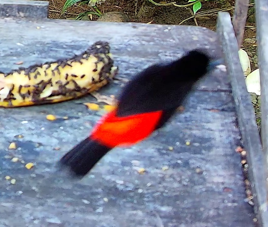 Tangara ceinturé