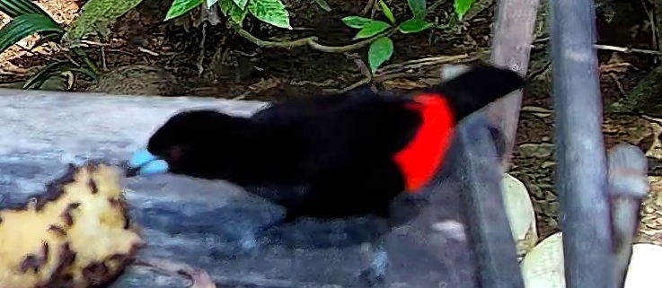 Tangara flamboyant