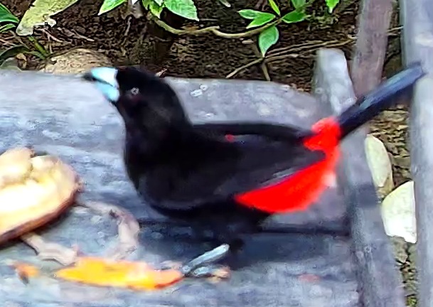 Tangara à croupion rouge