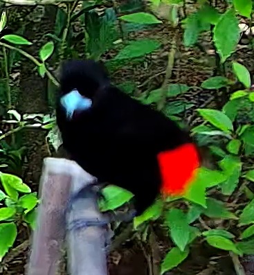 Tangara flamboyant